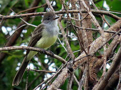 Short-crested Flycatcher