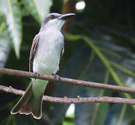 Grey Kingbird