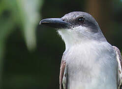 Grey Kingbird