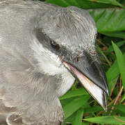 Grey Kingbird