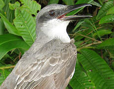 Grey Kingbird