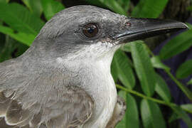 Grey Kingbird