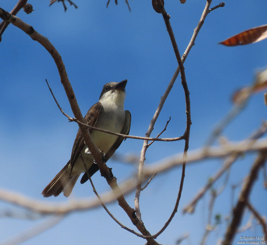 Grey Kingbirdadult