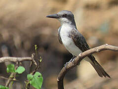 Grey Kingbird