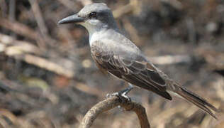 Grey Kingbird