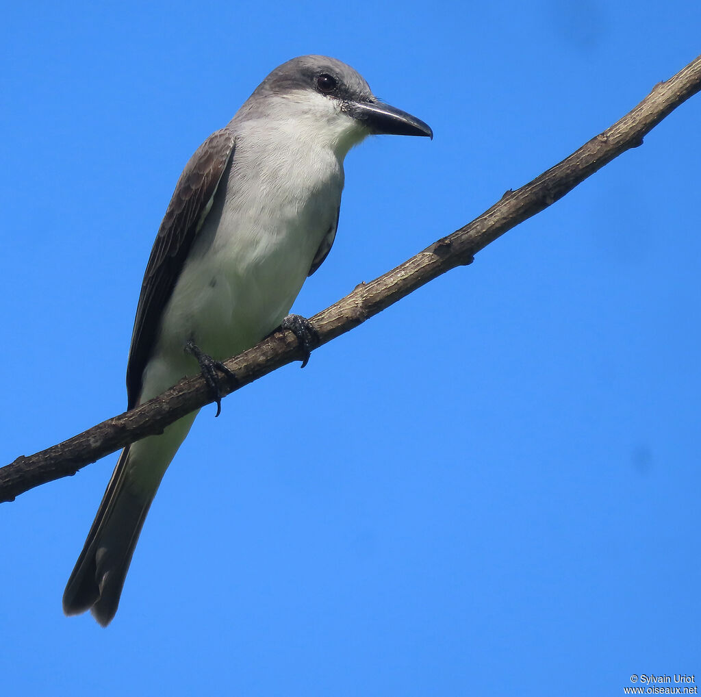 Grey Kingbirdadult