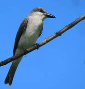 Grey Kingbird