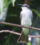 Grey Kingbird