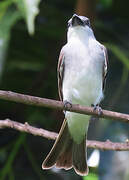 Grey Kingbird