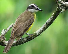 Lesser Kiskadee