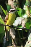 Lesser Kiskadee