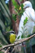 Lesser Kiskadee