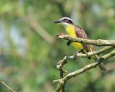 Lesser Kiskadee