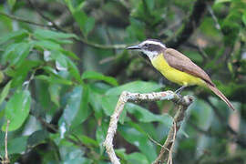 Lesser Kiskadee