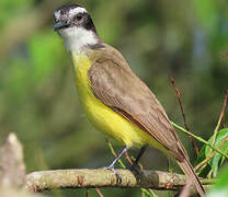 Lesser Kiskadee