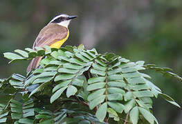 Lesser Kiskadee