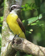 Lesser Kiskadee