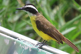 Lesser Kiskadee