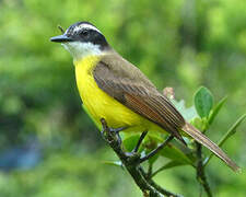 Lesser Kiskadee