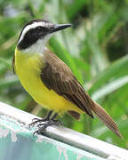 Lesser Kiskadee