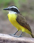 Lesser Kiskadee