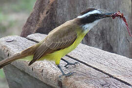 Lesser Kiskadee