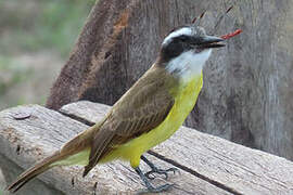 Lesser Kiskadee