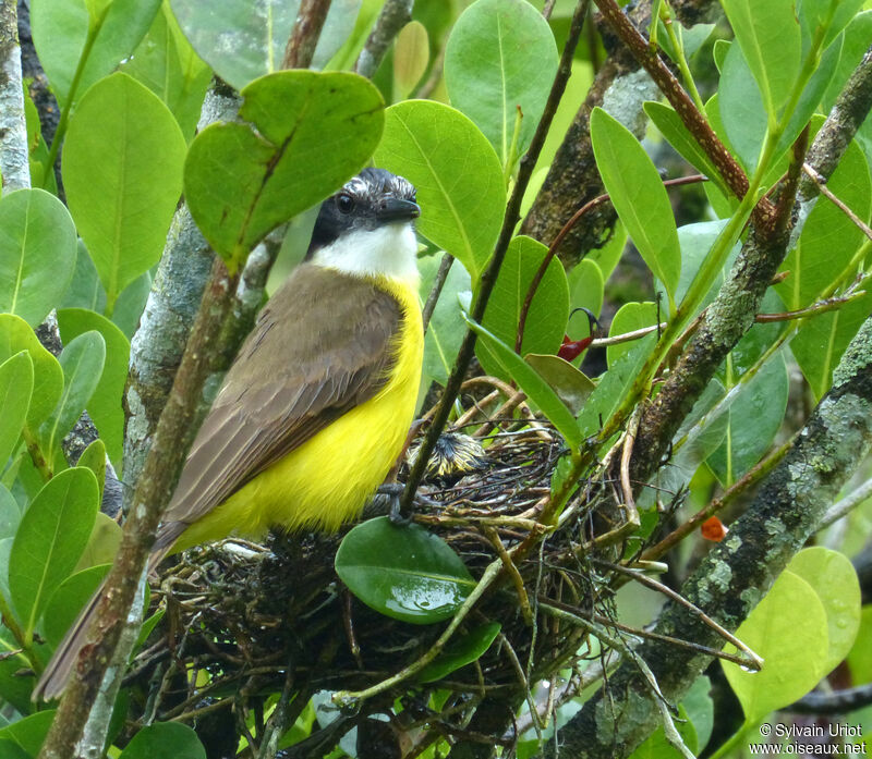 Lesser Kiskadeeadult, Reproduction-nesting