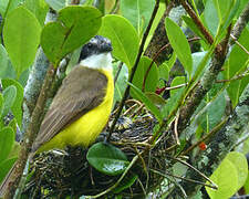 Lesser Kiskadee