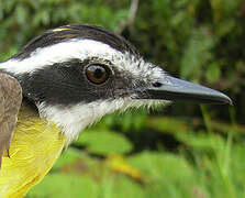 Lesser Kiskadee