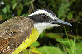 Lesser Kiskadee