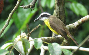 Lesser Kiskadee