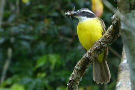 Lesser Kiskadee