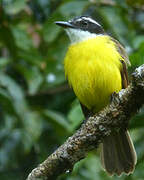 Lesser Kiskadee