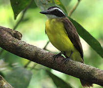 Lesser Kiskadee