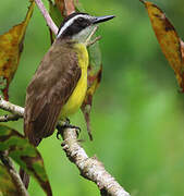 Lesser Kiskadee