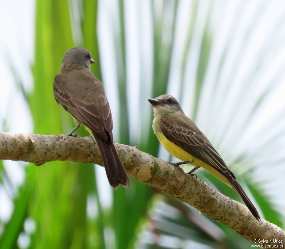 Tropical Kingbirdjuvenile