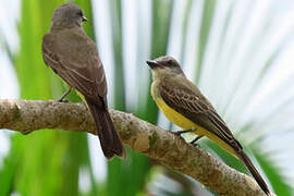 Tropical Kingbird