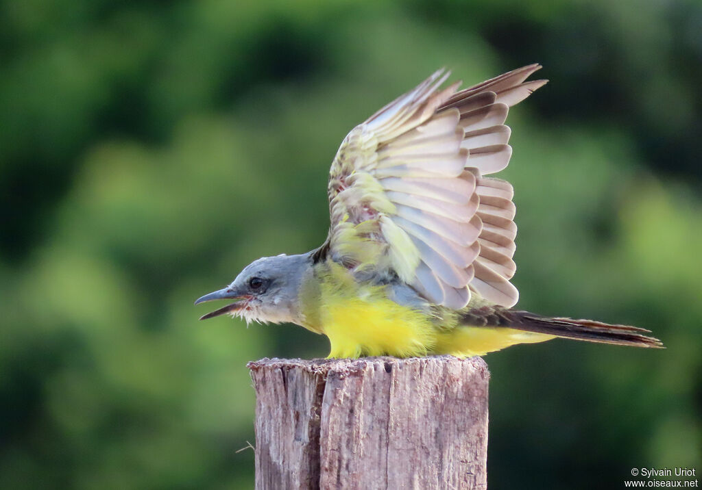 Tropical Kingbirdimmature