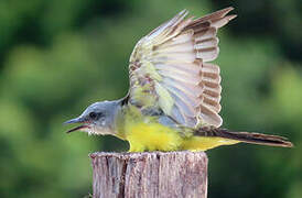 Tropical Kingbird