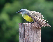 Tropical Kingbird