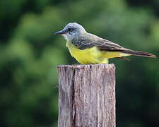 Tropical Kingbird