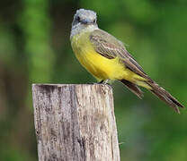 Tropical Kingbird