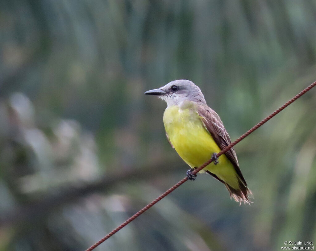 Tropical Kingbirdadult