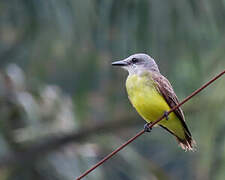 Tropical Kingbird