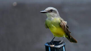 Tropical Kingbird