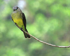 Tropical Kingbird