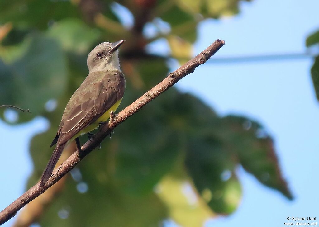 Tropical Kingbirdadult