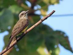 Tropical Kingbird