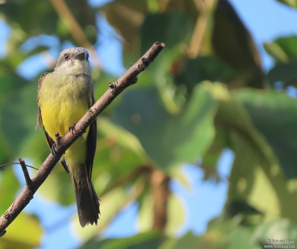 Tropical Kingbirdadult